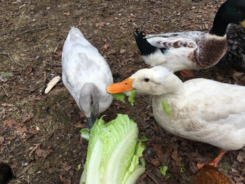 best treat for ducks