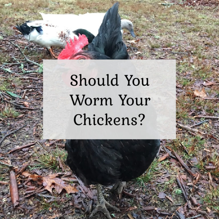 Should you worm your chickens?