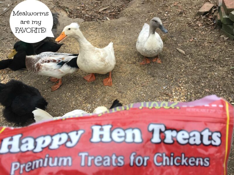 do ducks eat dog food