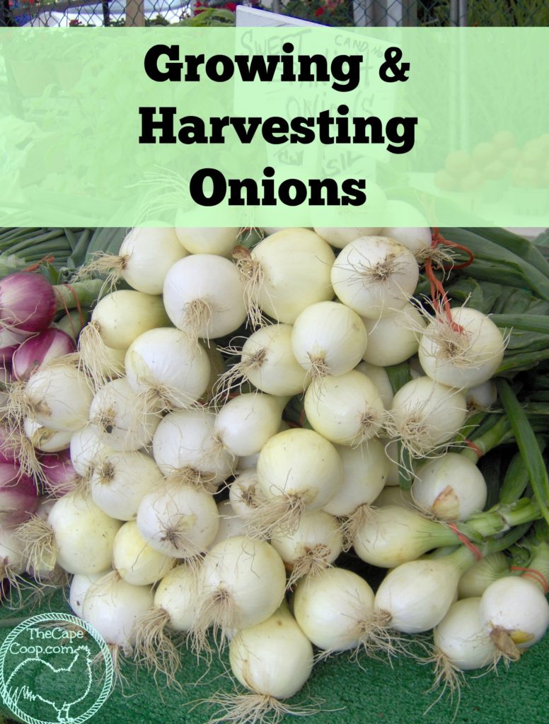 Growing & Harvesting Onions - The Cape Coop