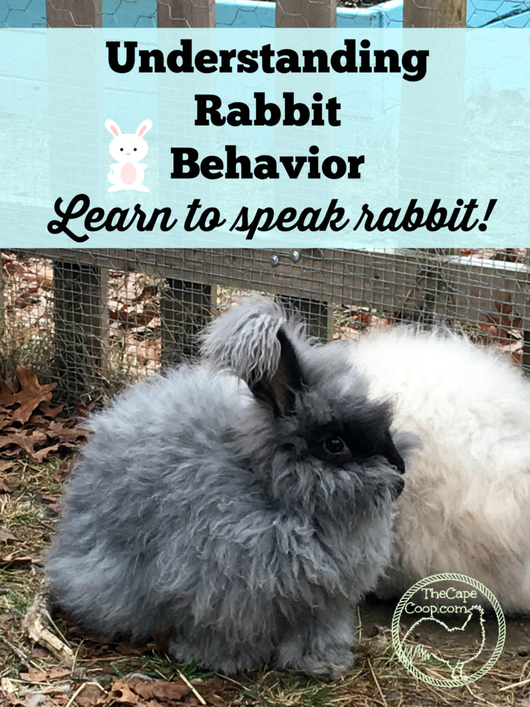 Understanding rabbit behavior
