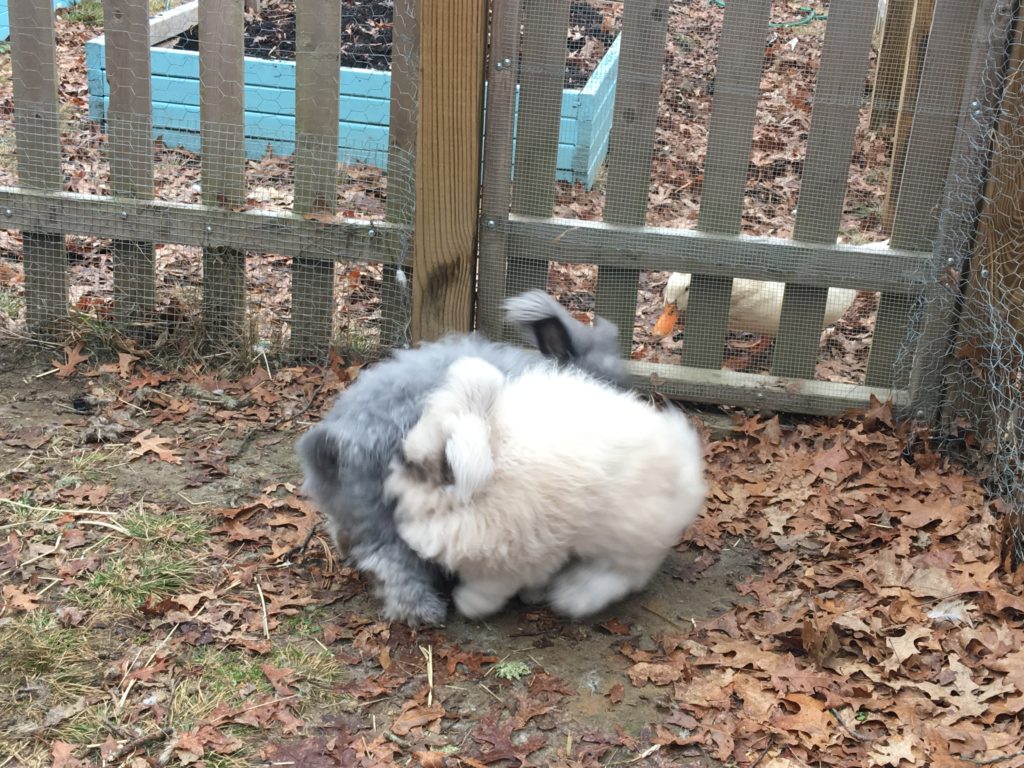 Understanding Rabbit Behavior - The Cape Coop