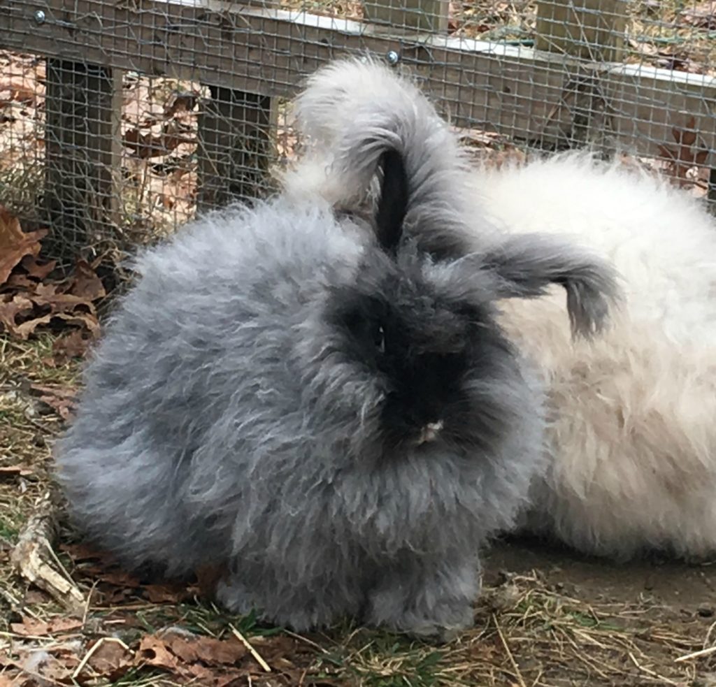 Understanding Rabbit Behavior - The Cape Coop