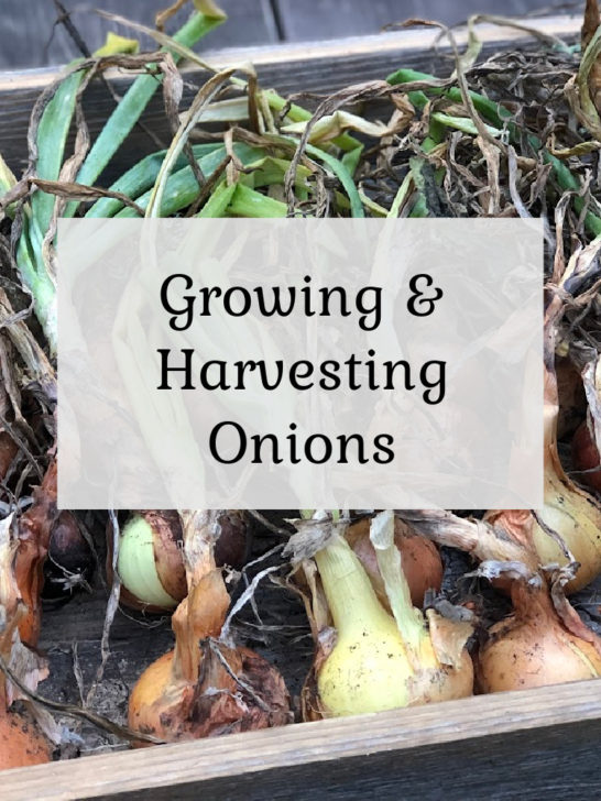 Growing & Harvesting Onions