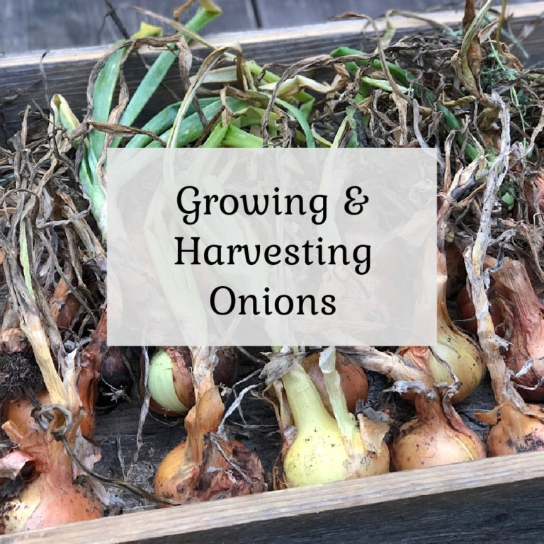 Growing & Harvesting Onions