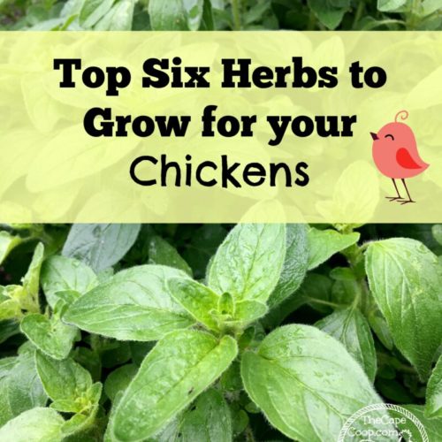 How to Grow Wheat Grass for Chickens
