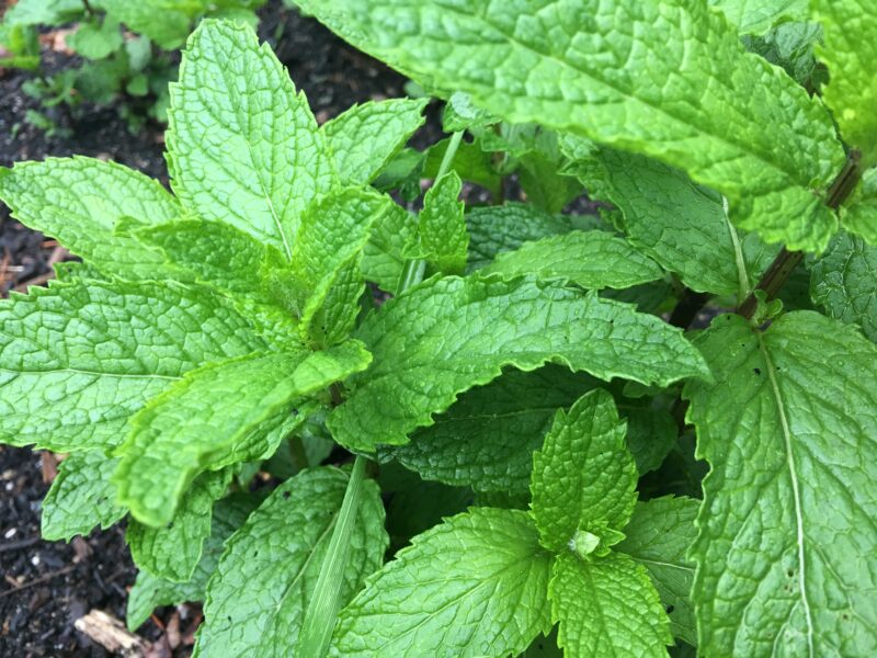 Herbs for Hen Health: Mint