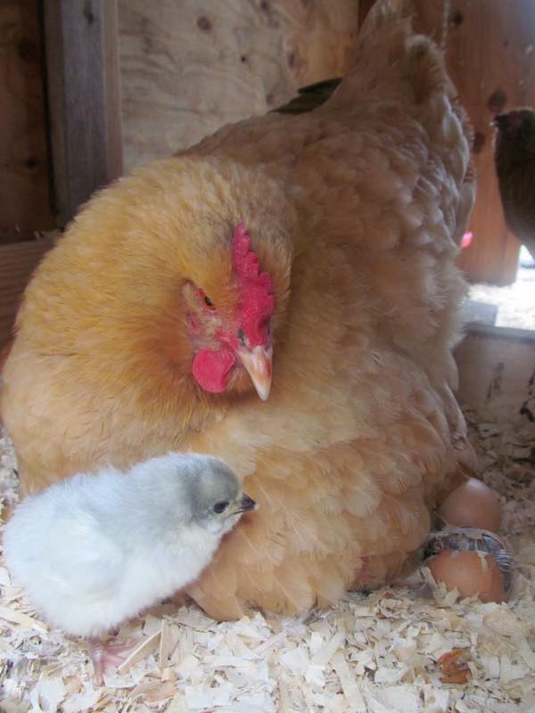 The 10 Best Chicken Breeds Picked by My Pet Chicken Staff - My Pet