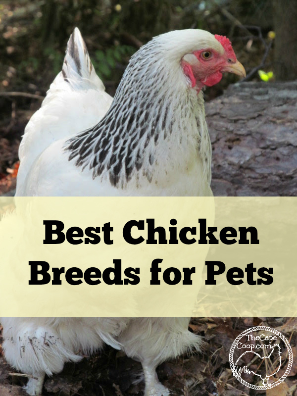 Brahma Chicken Breed: The Ultimate Guide - My Pet Chicken