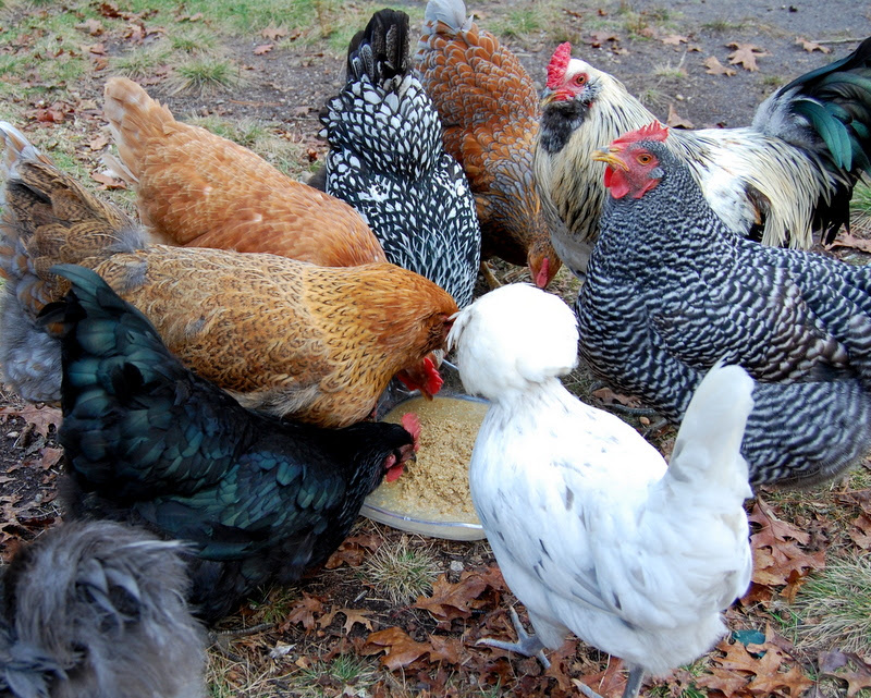 Best Chicken Breeds for Pets - The Cape Coop