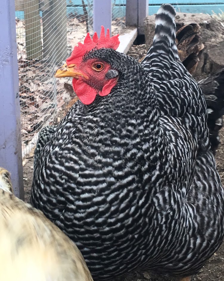 The 10 Best Chicken Breeds Picked by My Pet Chicken Staff - My Pet