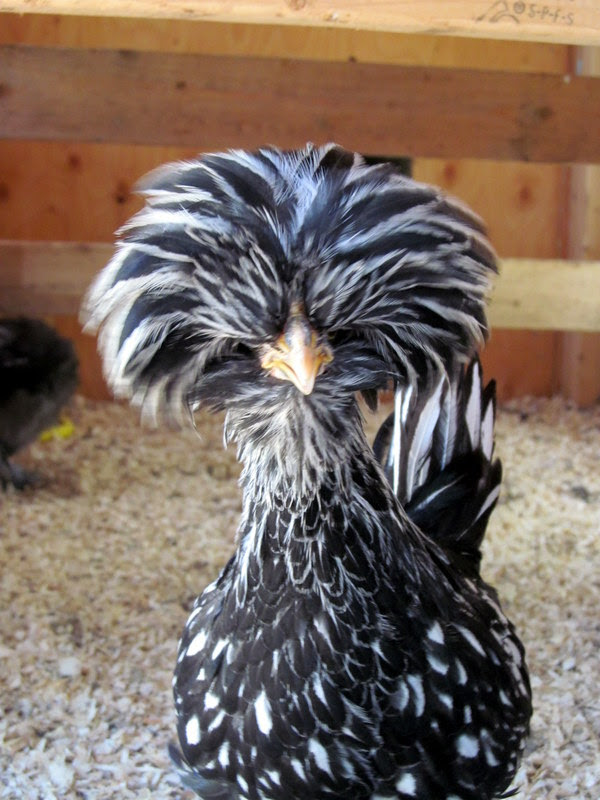 Best Chicken Breeds for Pets - The Cape Coop