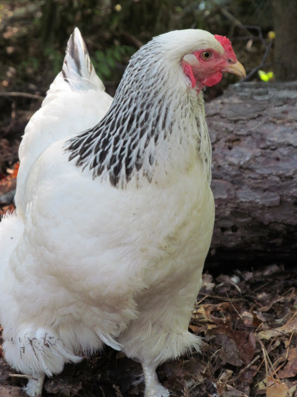 lavender brahma chickens｜TikTok Search