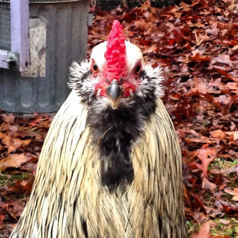 Best Chicken Breeds for Pets - The Cape Coop