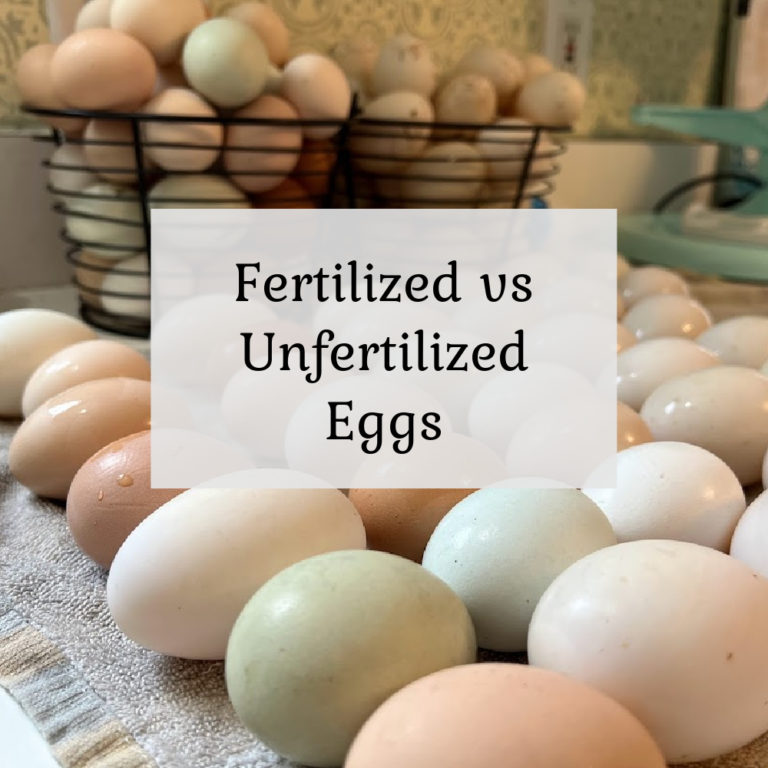 Fertilized vs Unfertilized Eggs