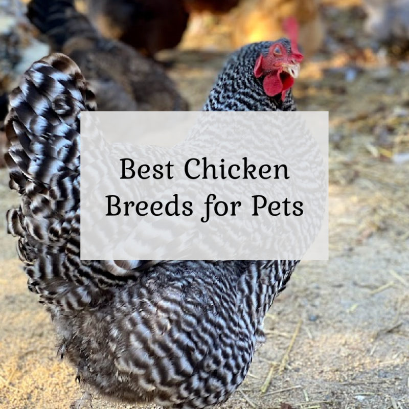 Best Chicken Breeds for Pets - The Cape Coop