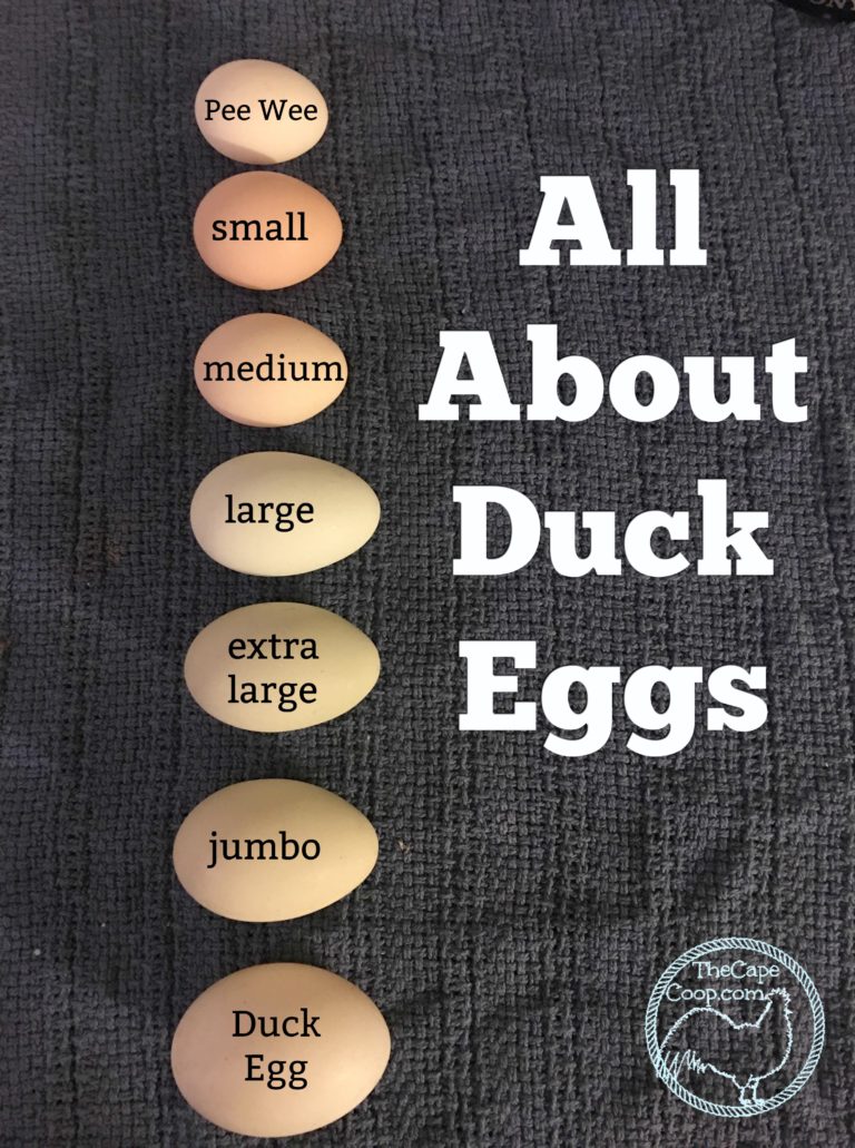All About Duck Eggs - The Cape Coop