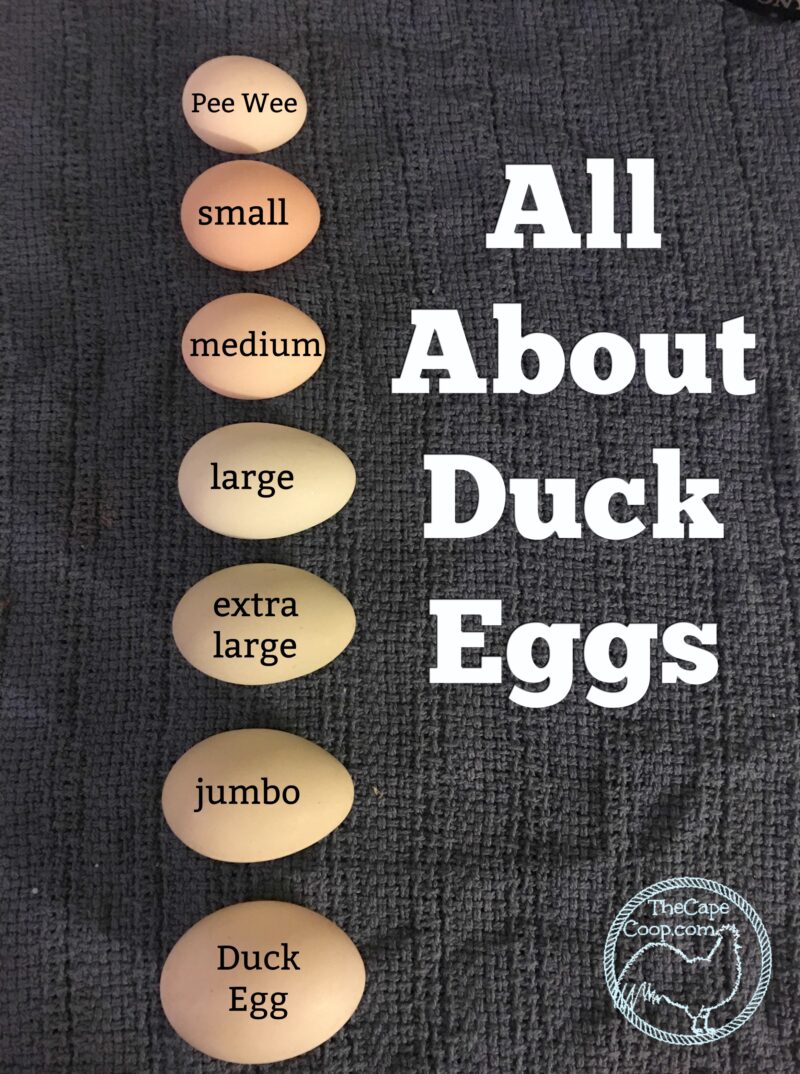 types of duck eggs