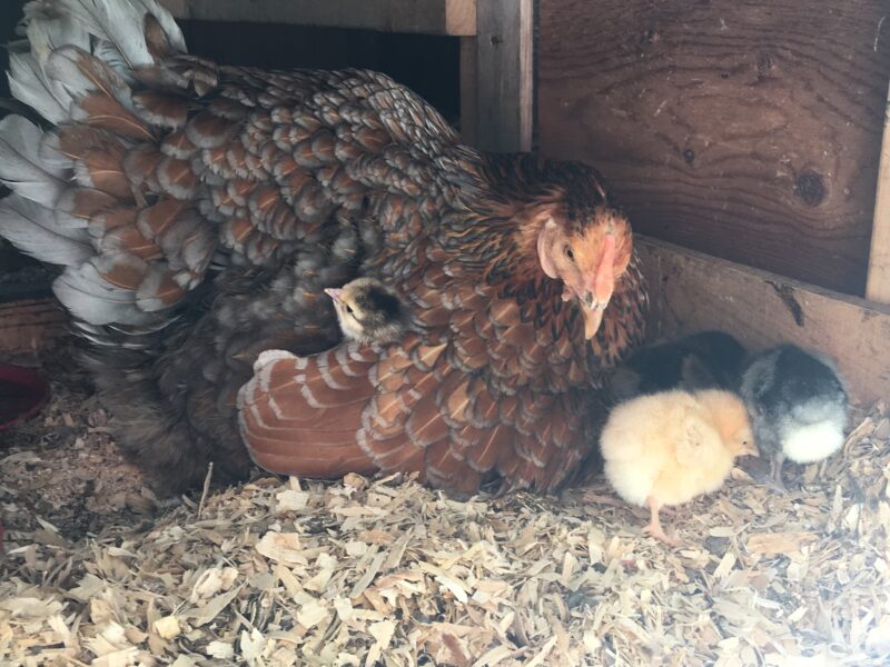 5 Lessons We Can Learn from Chicken Moms - The Cape Coop