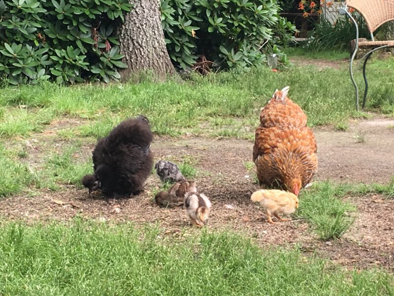 New chicken mom with a crooked beak girl - got this EE at Rural