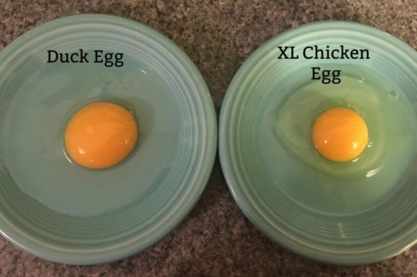 duck-eggs-vs-chicken-eggs-why-duck-eggs-are-better-duck-eggs