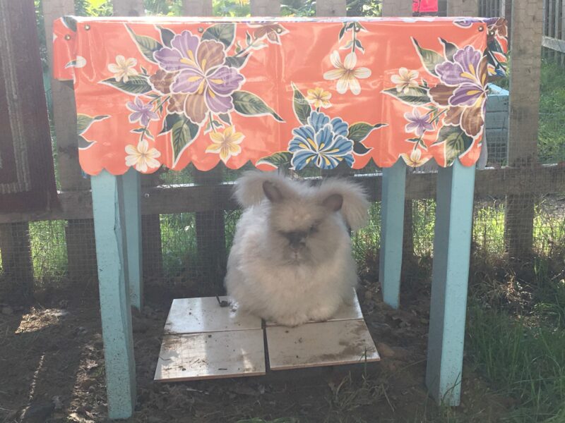 Bunny shop cooling pad