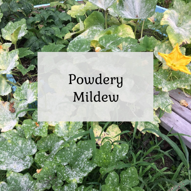 Powdery Mildew