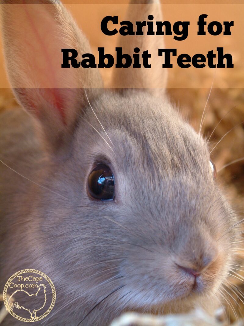 Caring for Rabbit Teeth The Cape Coop