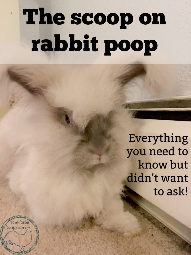 can rabbit poop make dogs sick