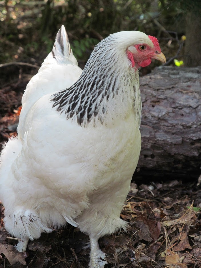 White Brahma Chicken  Brahma chicken, Chicken breeds, Beautiful