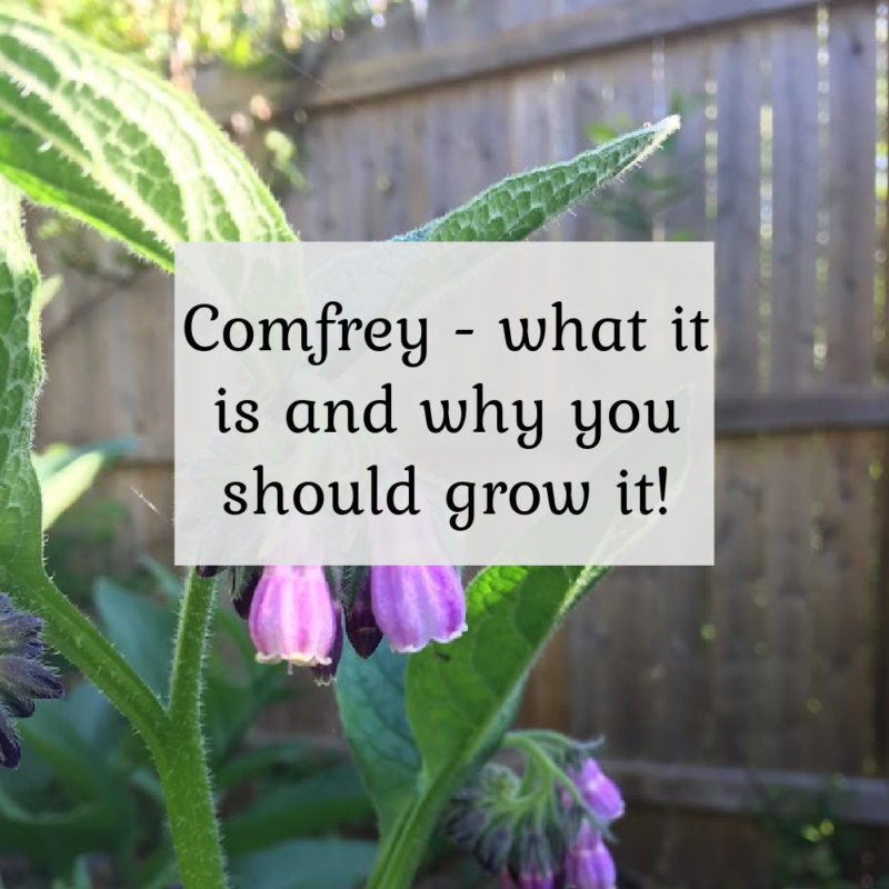 Comfrey - what it is and why you should grow it