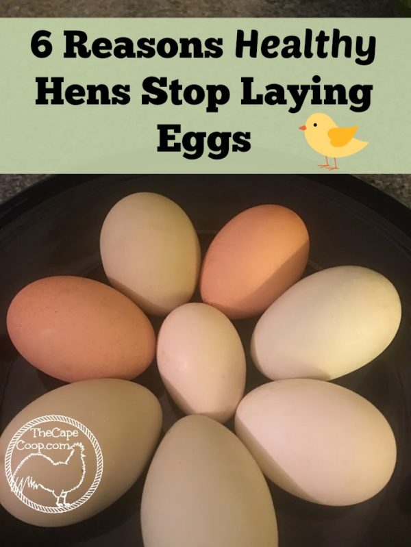 6 Reasons Healthy Hens Stop Laying Eggs The Cape Coop