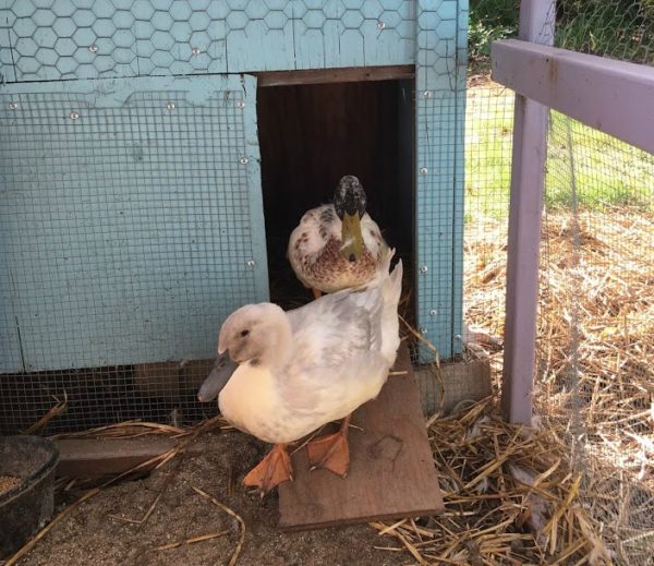 Raising Chickens & Ducks Together The Cape Coop
