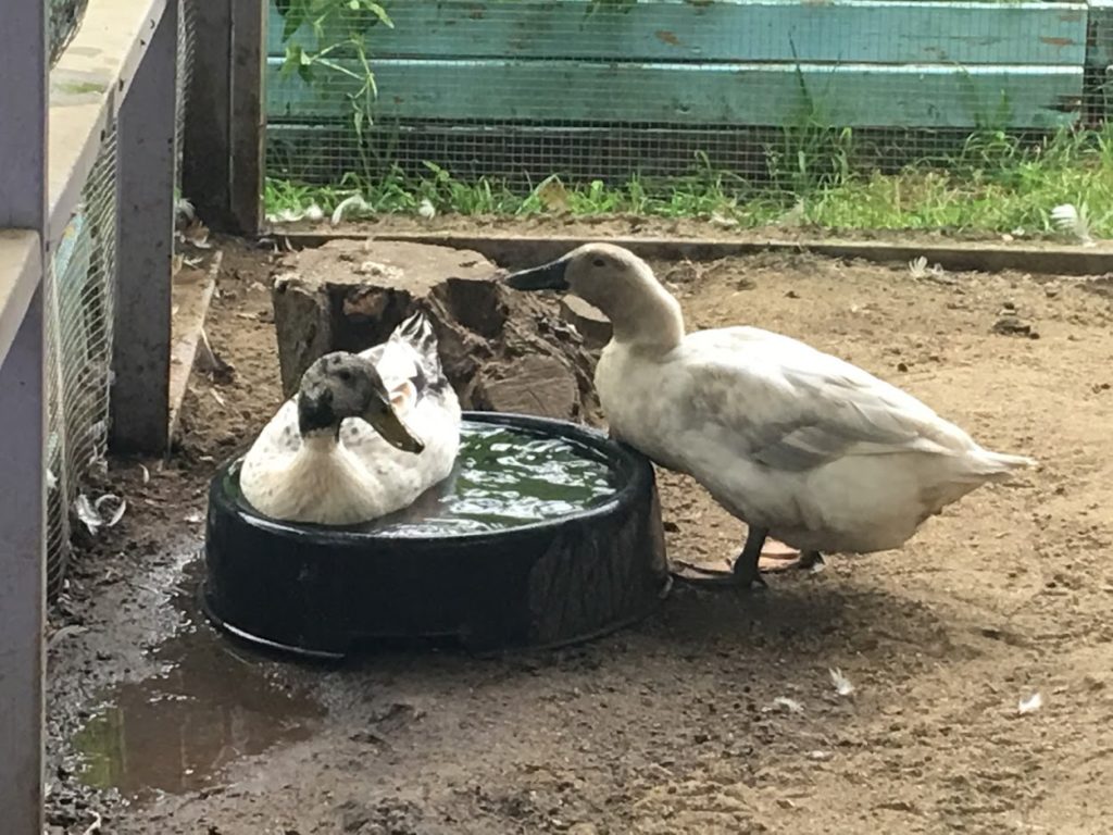 Raising Chickens & Ducks Together The Cape Coop