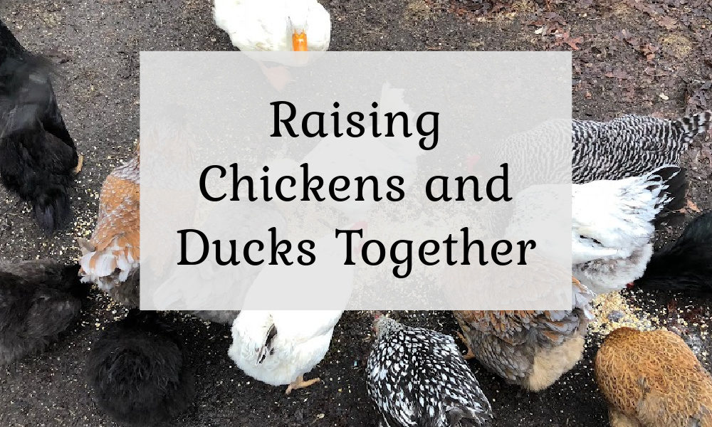 Raising Chickens & Ducks Together - The Cape Coop
