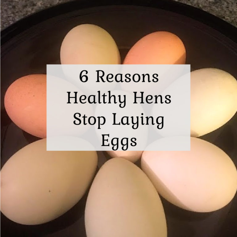 6 Reasons Healthy Hens Stop Laying Eggs