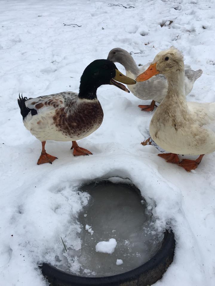 How to Care for Ducks in the Winter