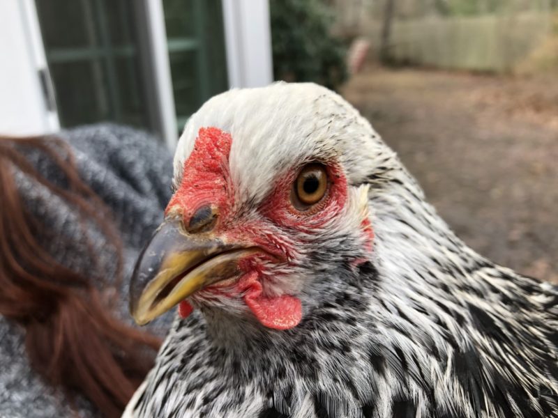 Pea comb on Light Brahma hen - The Cape Coop