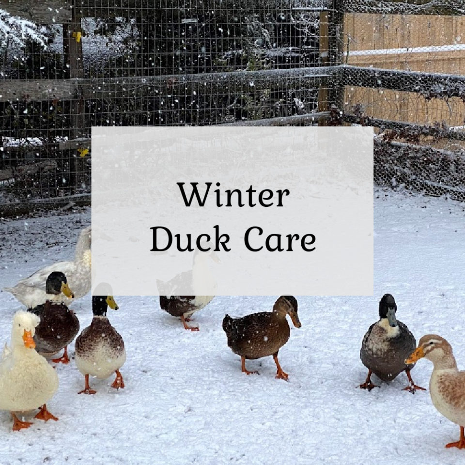 View of Top 5 Essential Duck Care Tips - The Cape Coop