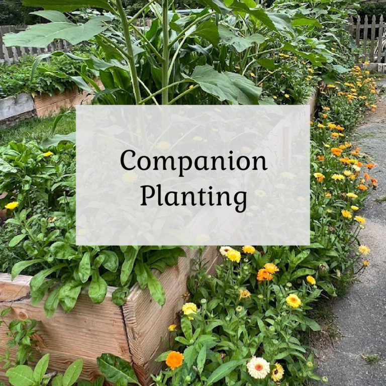Companion Planting
