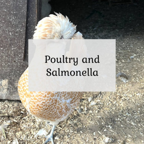 Backyard Poultry & Salmonella The Cape Coop