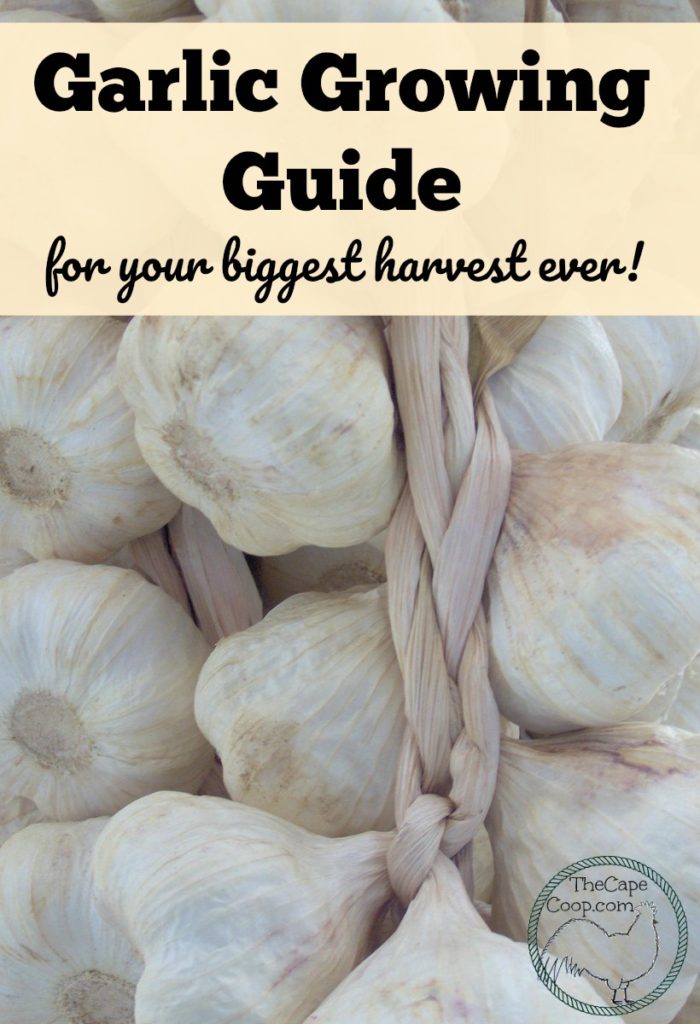 Garlic Growing Guide The Cape Coop