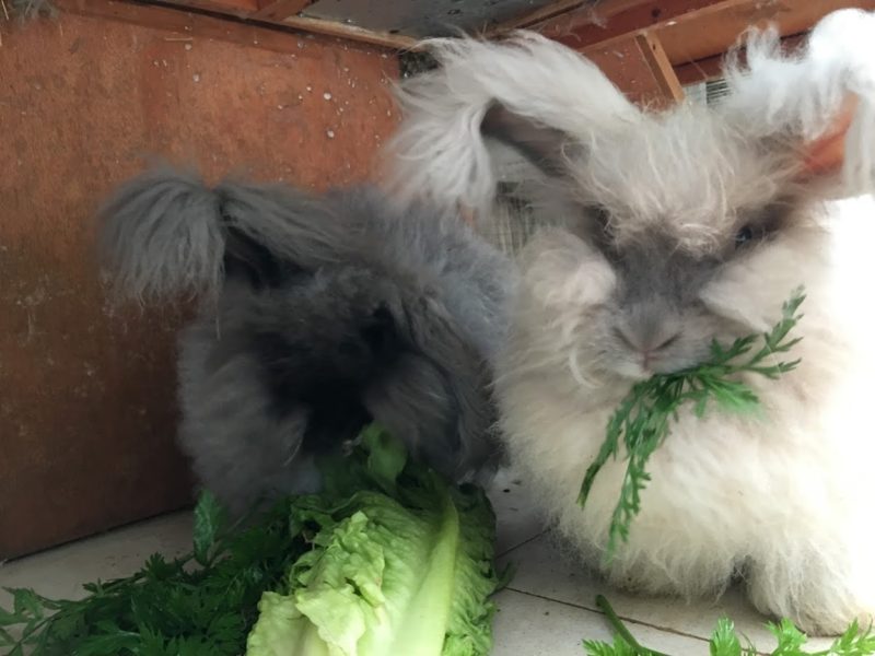 Toxic food for outlet rabbits