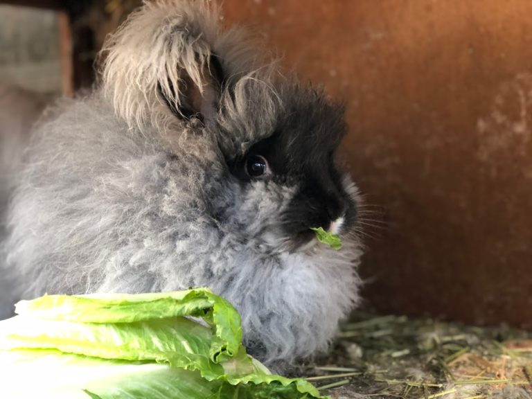 What Not to Feed Rabbits - The Cape Coop