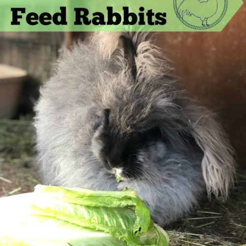 Sore Hocks in Rabbits The Cape Coop