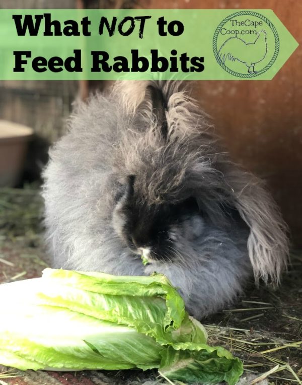 What Not to Feed Rabbits The Cape Coop