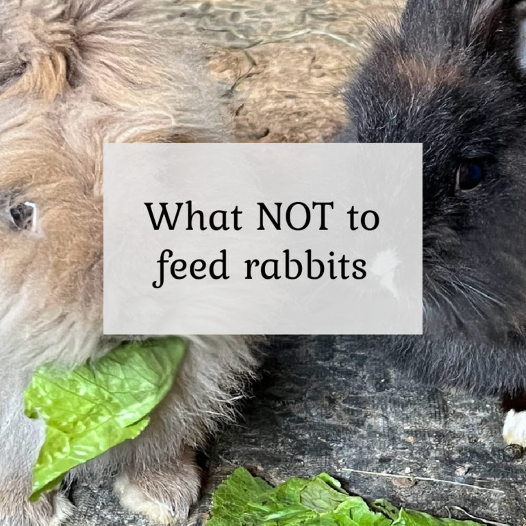 What Not to Feed Rabbits - The Cape Coop