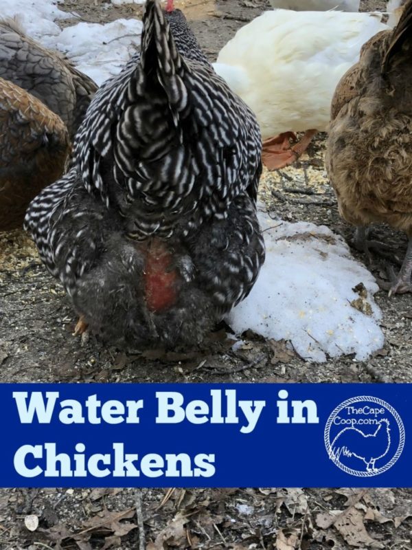 swollen belly chickens Archives The Cape Coop