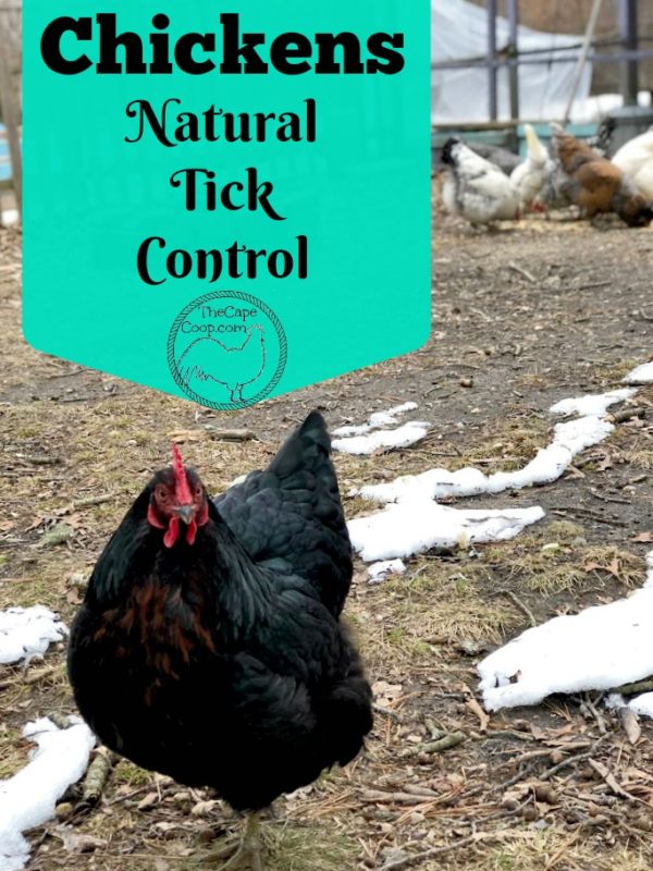 Chickens Natural Tick Control The Cape Coop
