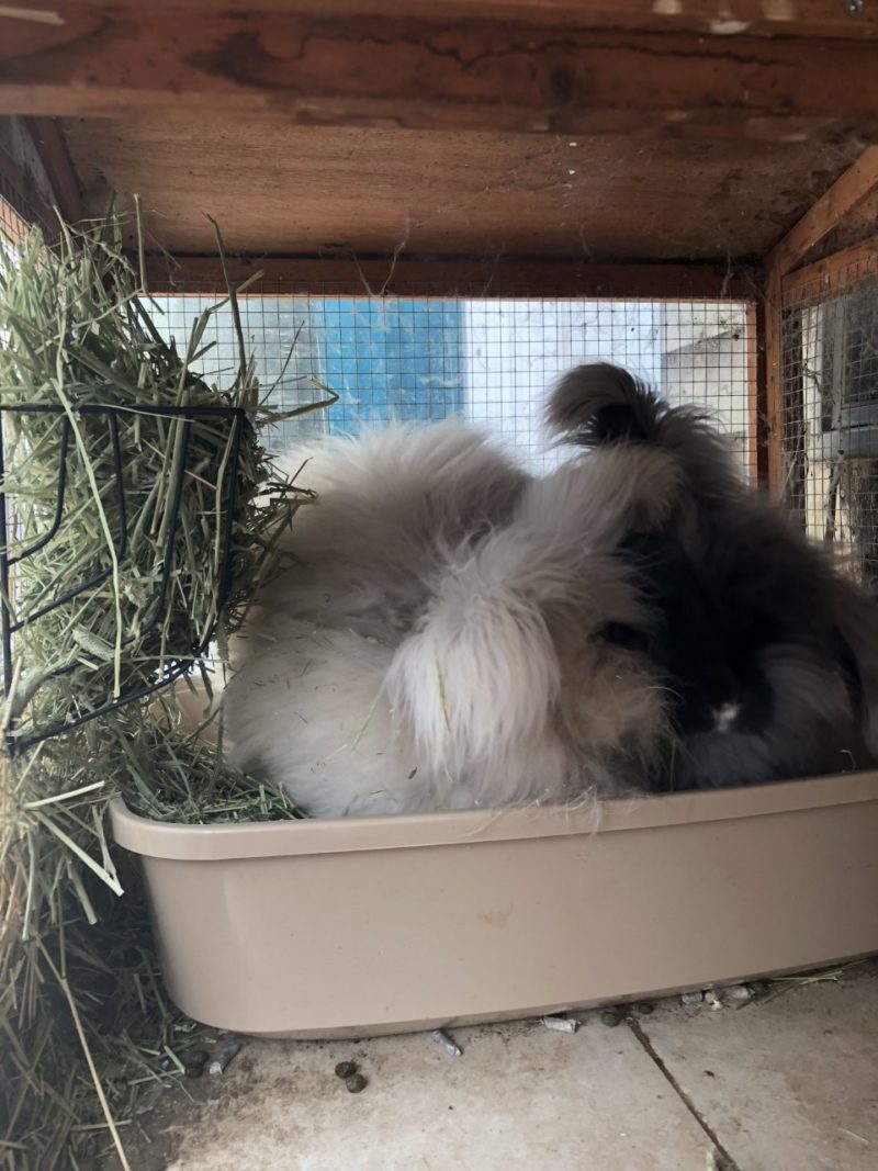 Litter Box Training Rabbits The Cape Coop
